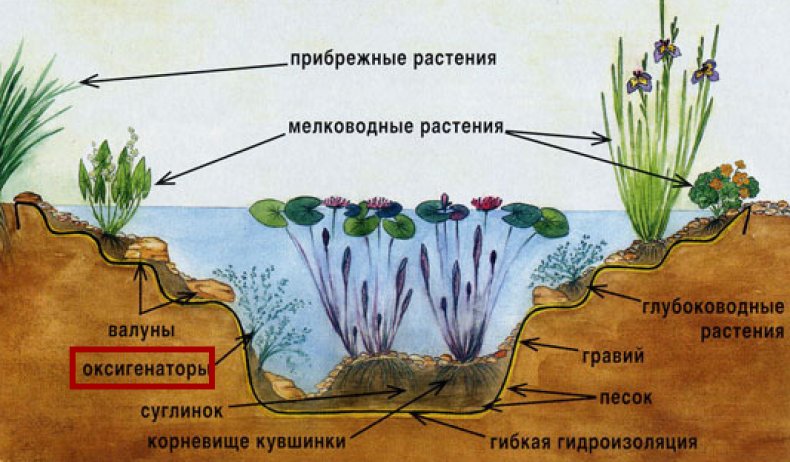 Нимфея - посадка и уход в пруду, особенности выращивания водяной лилии