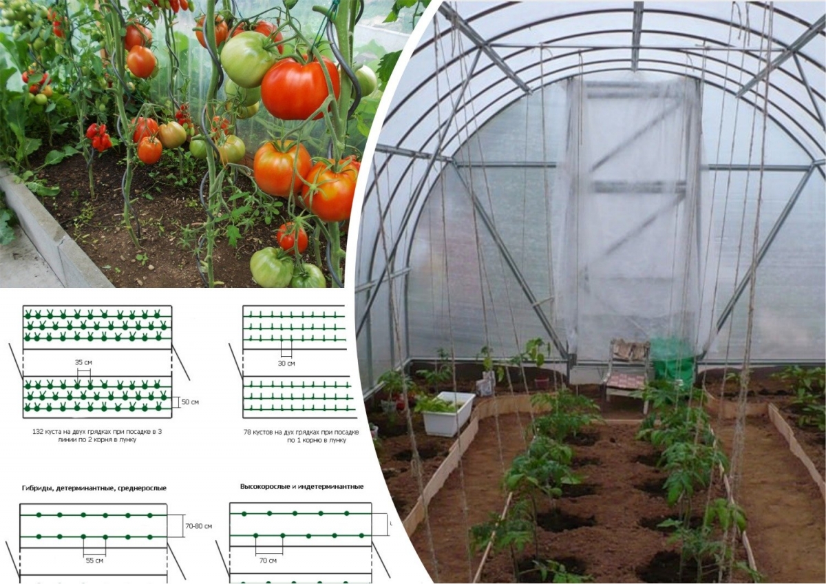 Схема посадки томатов в теплице 3х8 из поликарбоната