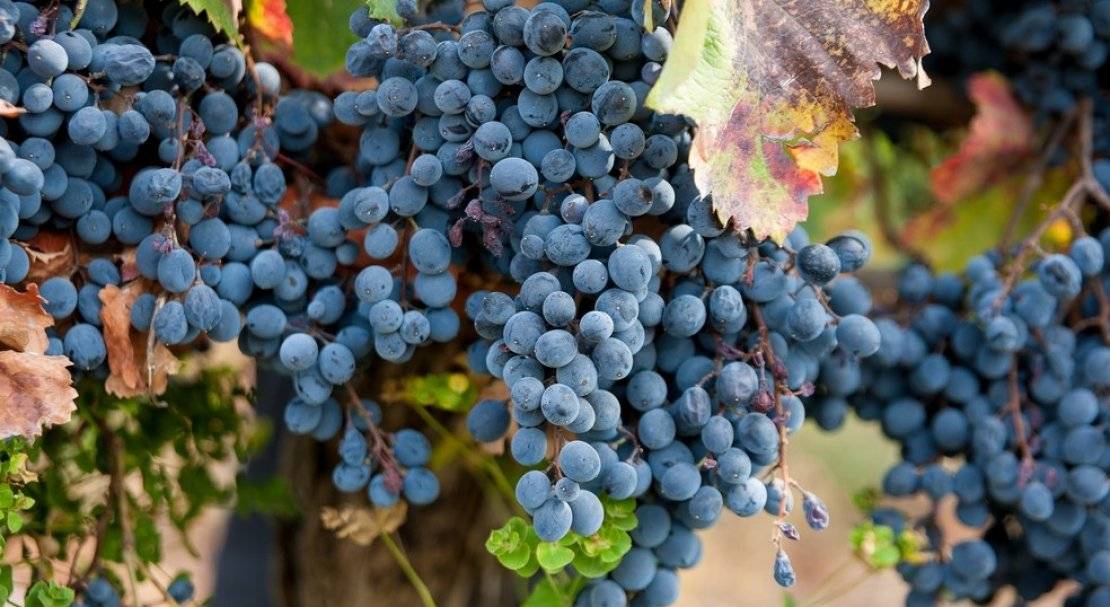 Виноград саперави северный: описание сорта, фото, отзывы