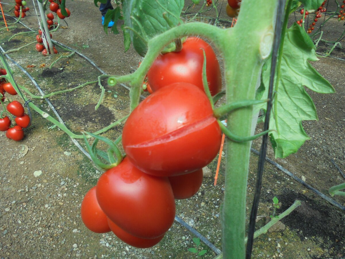 Как избежать растрескивания помидоров в теплице