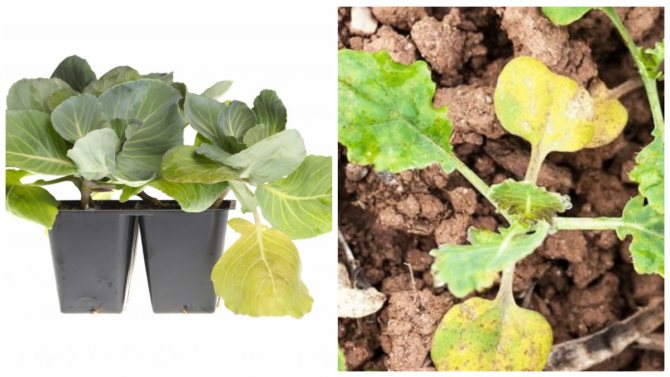 Почему вянут листья у капусты: причины и что делать