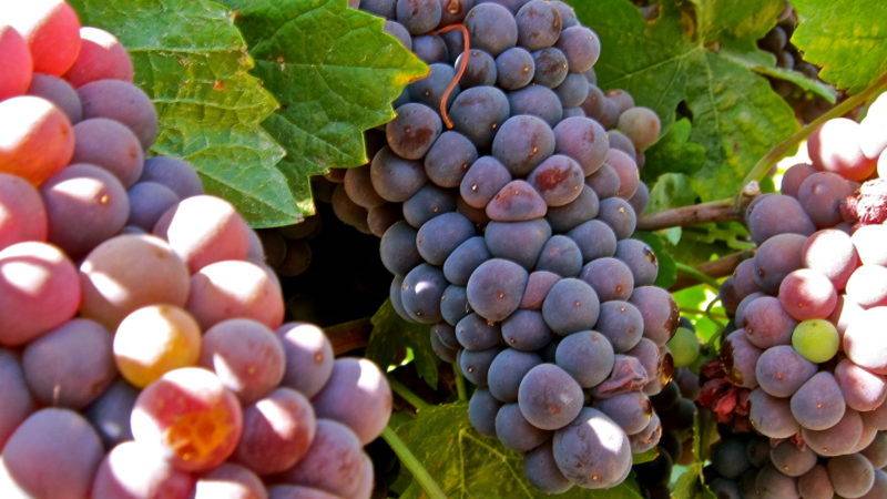 Описание сорта винограда пино нуар