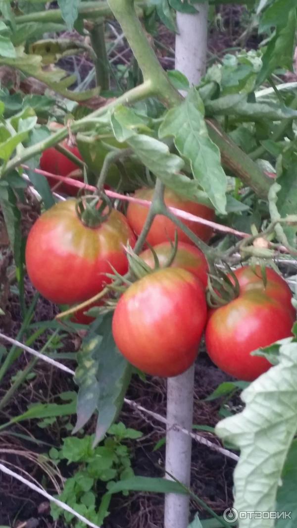 Характеристика и описание сорта томата бони мм, его урожайность - всё про сады