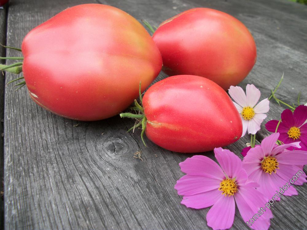 Характеристика и описание сорта томата подсинское чудо лиана его урожайность