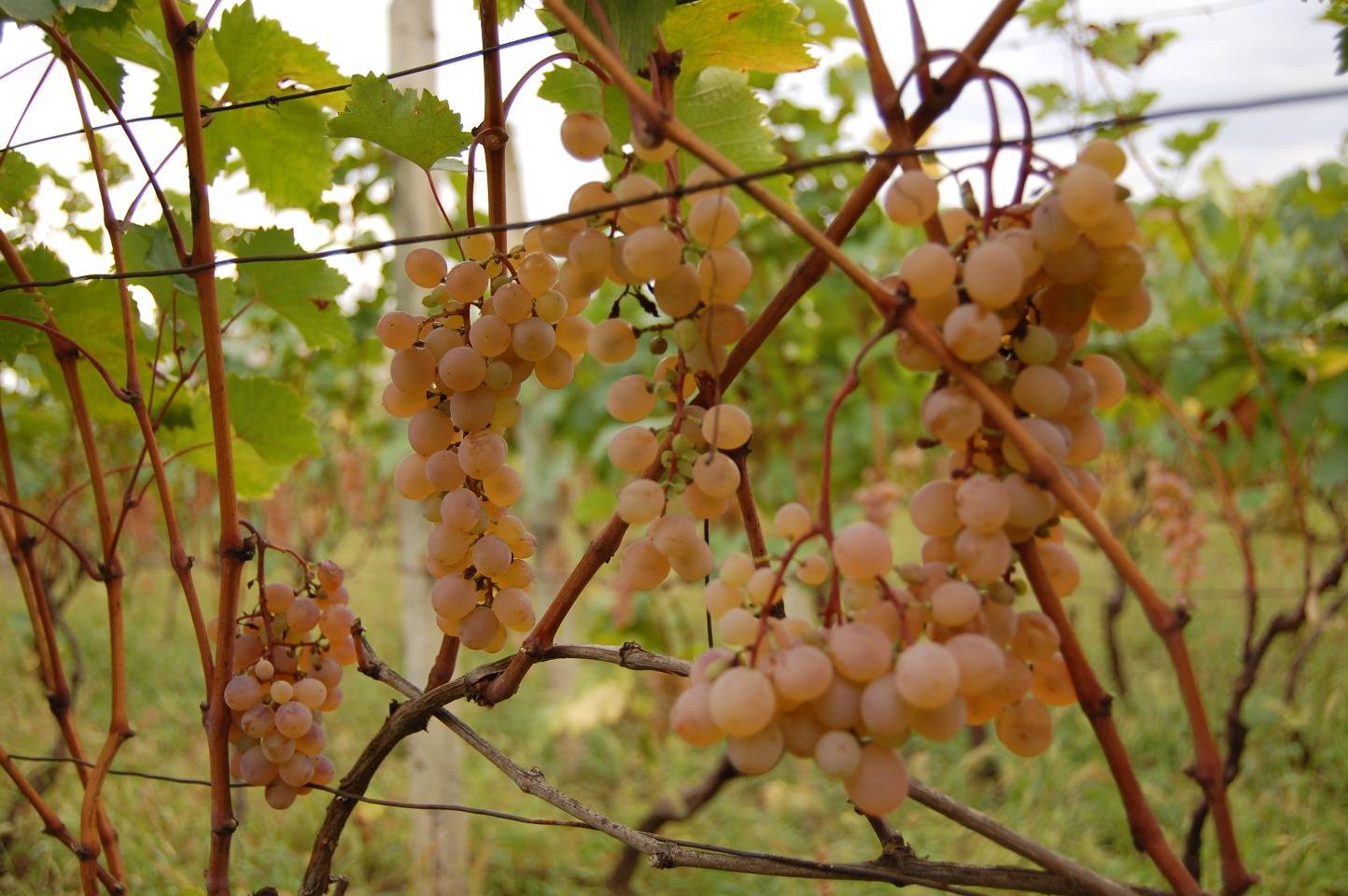Сорт винограда хасанский сладкий фото и описание