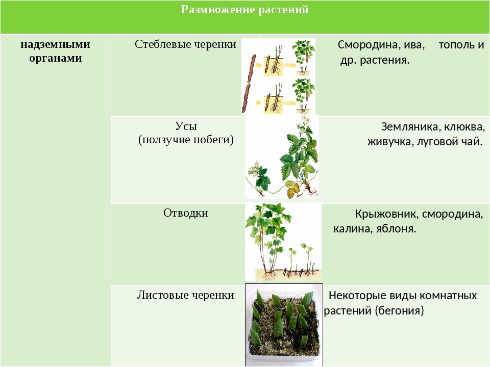 Технология выращивания черной смородины: описание сортов, посадка, уход, размножение