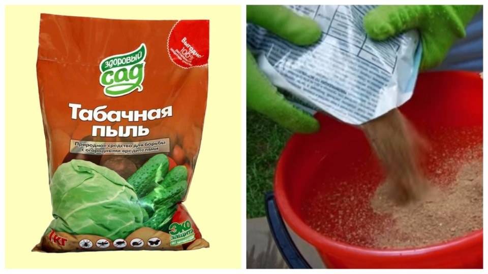 Табачная пыль – средство от тли, слизней и других вредителей