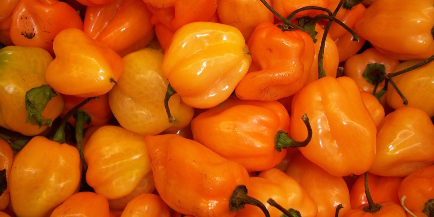 Деликатесный сорт с приятной жгучестью плодов — перец хабанеро: отзывы и описание