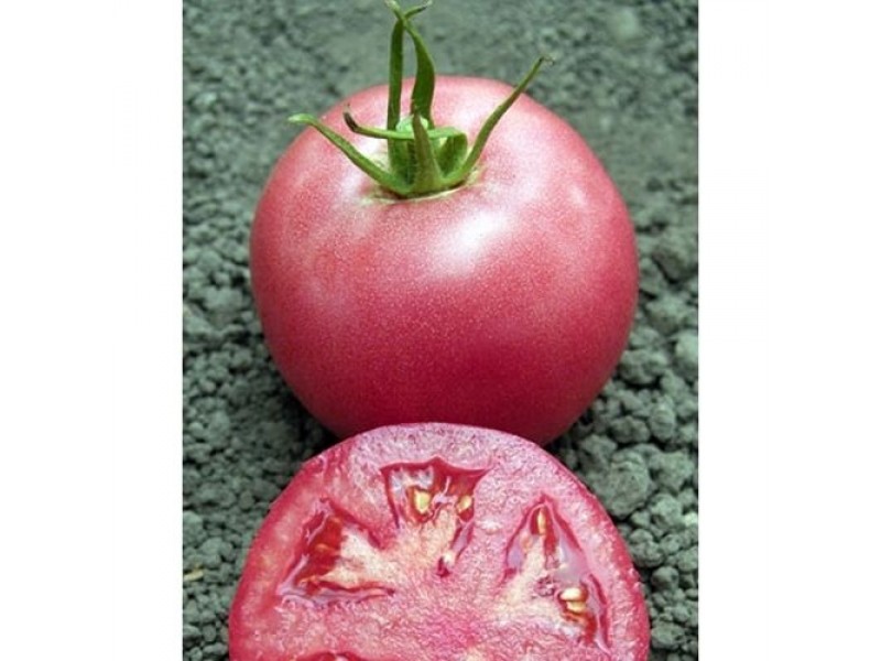 Сорт томатов пинк буш с фото и описанием