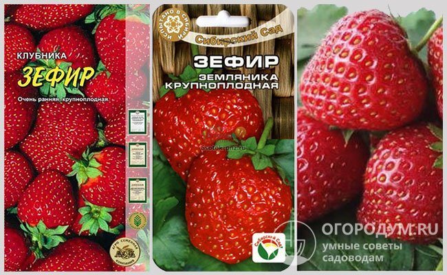 Сорт клубники зефир: описание и отзывы