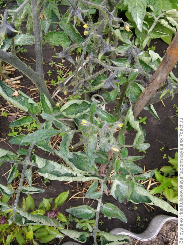 Чем болеет рассада помидоров? что делать, если листья скручиваются вниз или вверх, сохнут и опадают?