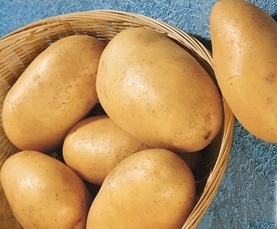 Урожайный картофель для сибири: 9 лучших сортов по отзывам дачников
