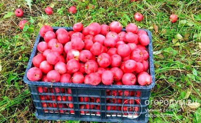 Сорт яблони “заветное”: описание, выращивание и уход