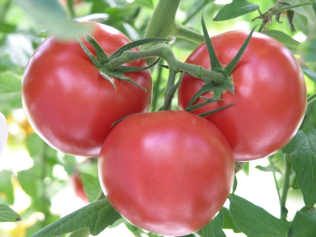 Выращивание томата андромеда f1