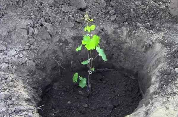 Виноград на урале: пошаговая инструкция посадки и выращивания