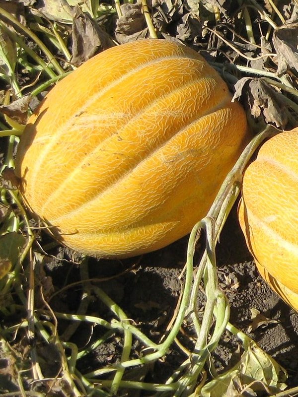 Особенности выращивания гибридов: американская дыня (ананас) - посадка, размножение и уход
