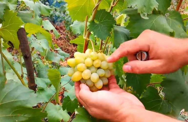 Виноград валек — описание сорта с отзывами