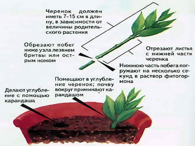 Нектарин: выращивание в саду, виды и сорта