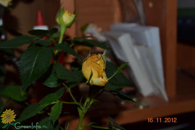 Комнатная роза сбрасывает листья и бутоны и засыхает. почему это происходит и как спасти растение?