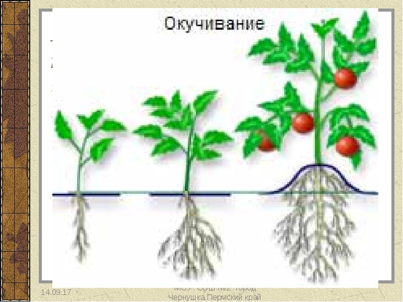 Огурец тип корневой системы - клуб органического земледелия