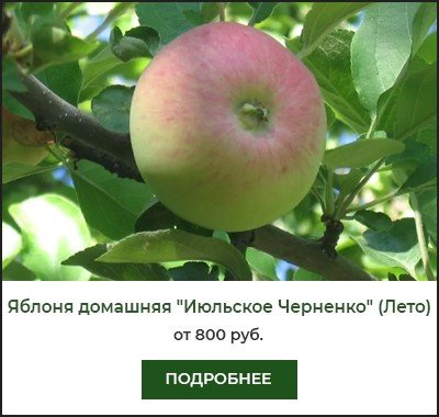 Описание и характеристики сорта яблонь июльское черненко, история и выращивание