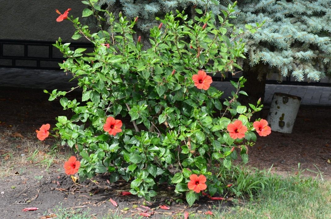 Древовидный гибискус садовый - посадка и уход в открытом грунте, сорта и размножение