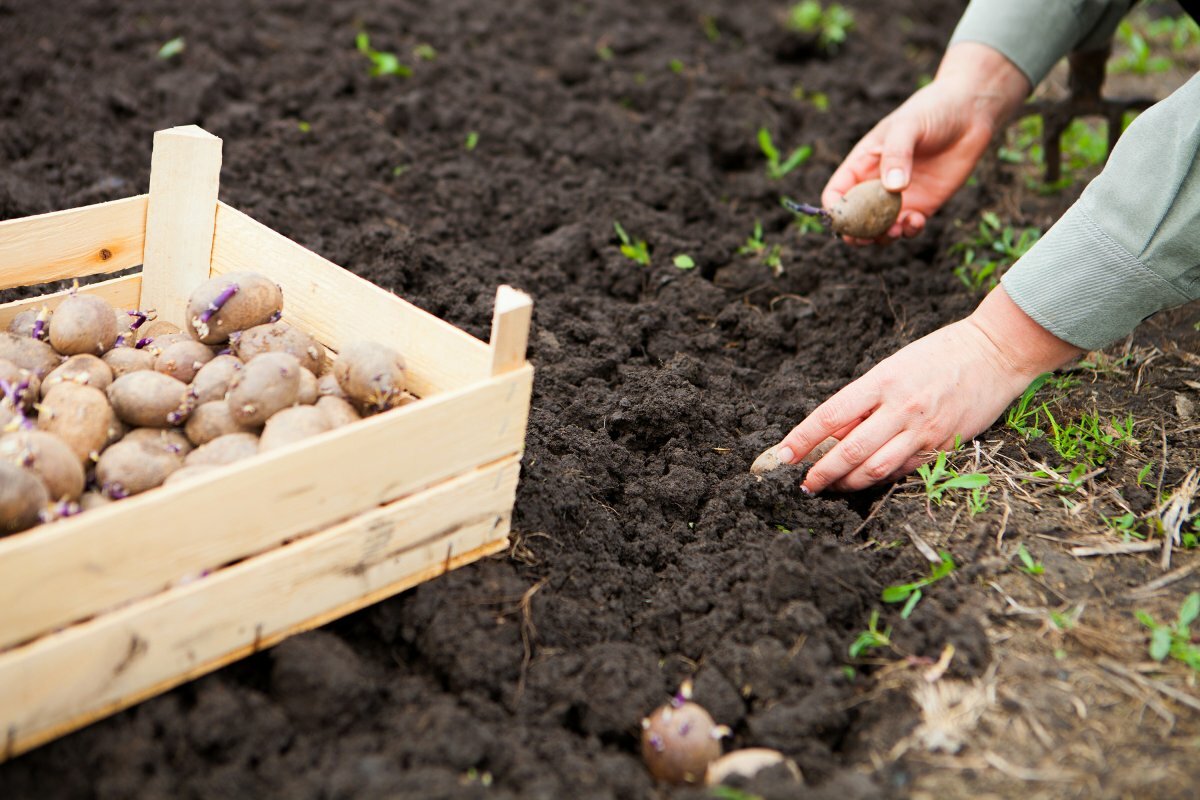 Выращивание картофеля от посадки до урожая – 9 шагов к большим результатам – 4 сезона огородника
