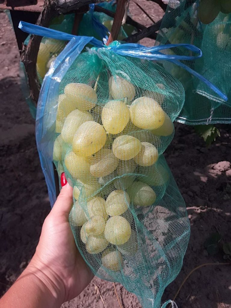 Как уберечь виноград от ос и пчел, и спасти от птиц - vinograd-loza