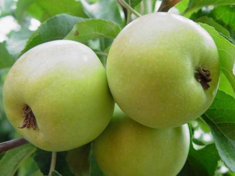 Сорта карликовых яблонь: различные низкорослые деревья для средней полосы и других регионов, осенние, летние, зимние, а также их фото и описание
