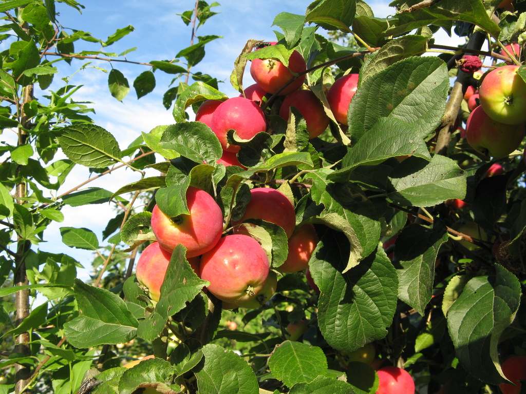 «макинтош»: древний сорт яблок в наших садах