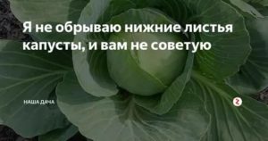 Нужно ли обрывать нижние листья у капусты? когда это лучше делать? :: syl.ru