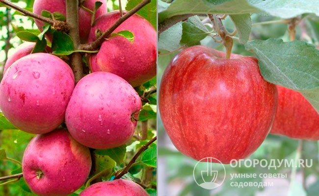 ✅ о яблоне мантет: описание и характеристики сорта, посадка, уход, выращивание - tehnomir32.ru