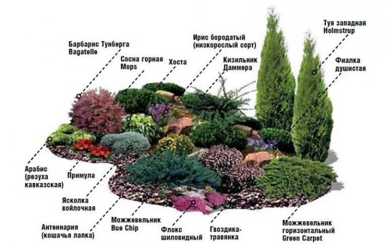 Альпинарий (альпийская горка) и рокарий в саду: фото видов альпийских горок и их устройство