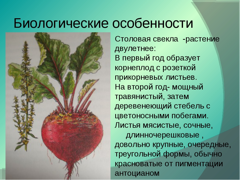 Анис овощной или анис салатный - как выращивать своими руками
