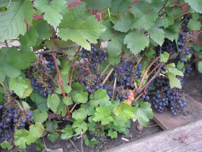 Виноград загадка шарова: описание и отзывы