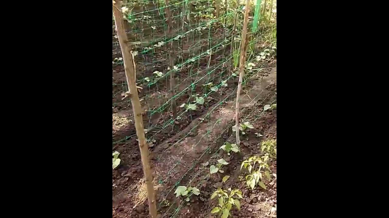 Формирование огурцов в открытом грунте без подвязки, кустовых и пучковых