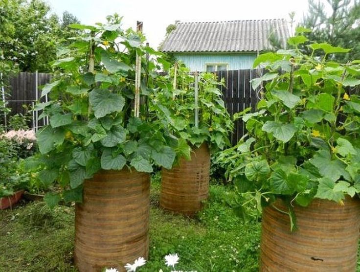 Как правильно ухаживать и выращивать огурцы в открытом грунте