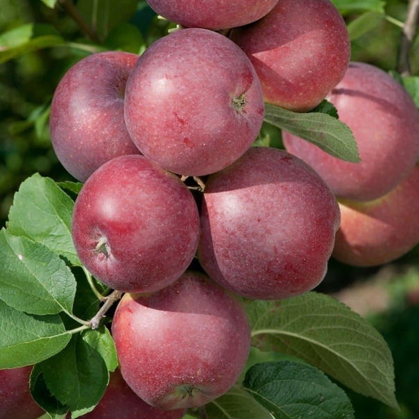 Яблоки макинтош: описание сорта, посадка и уход, урожайность и вкусовые качества