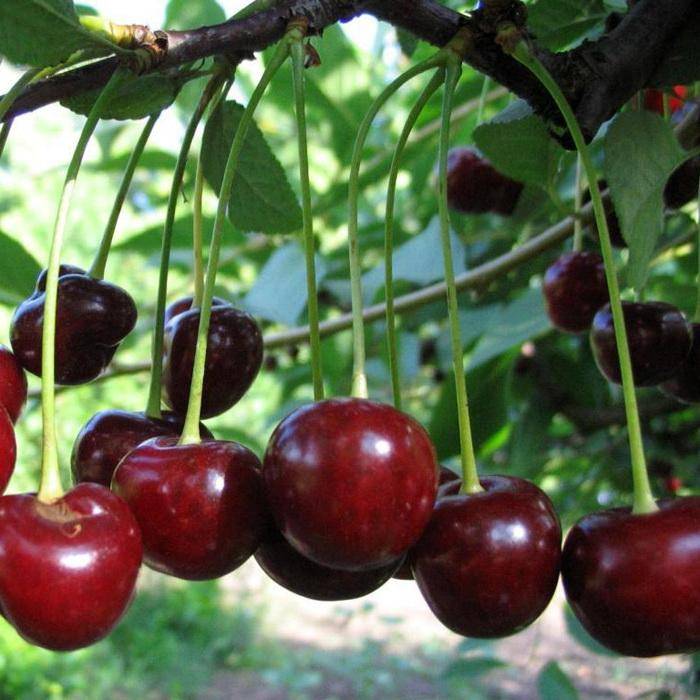 19 сортов вишни для урала - посадка и уход, когда спеет войлочная, выращивание, какие лучше садить