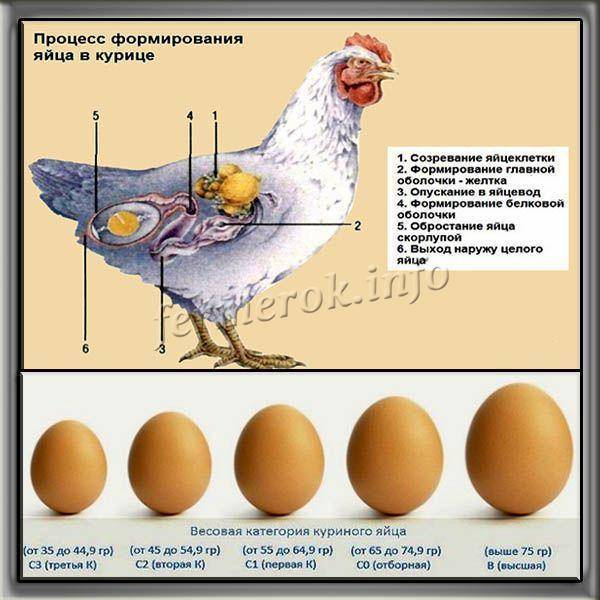 Почему не несутся куры и как исправить ситуацию