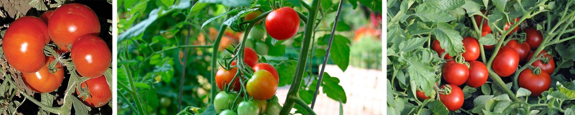 Томат «анюта f1»: описание и характеристика сорта, фото помидоров, особенности выращивания