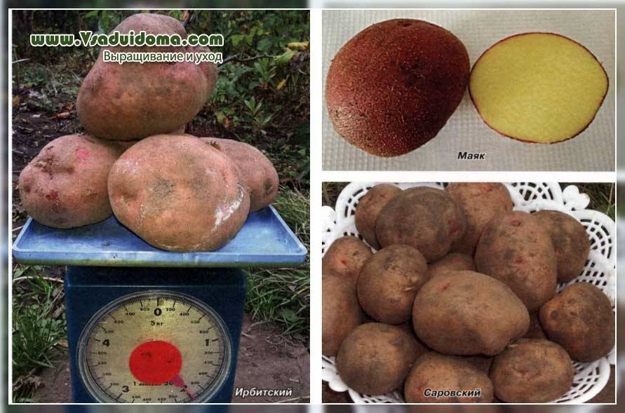 Лучшие сорта картофеля для сибири (западной и восточной): описание и характеристики, фото