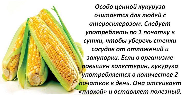 Полезные и вредные свойства кукурузы для здоровья человека