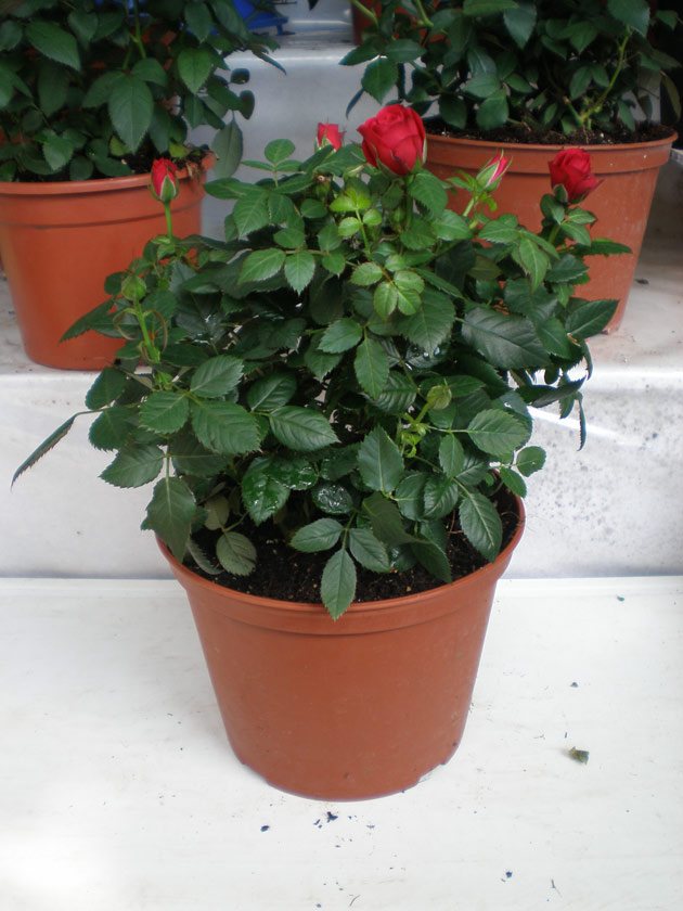 Кустовая роза в горшке — можно ли выращивать дома
