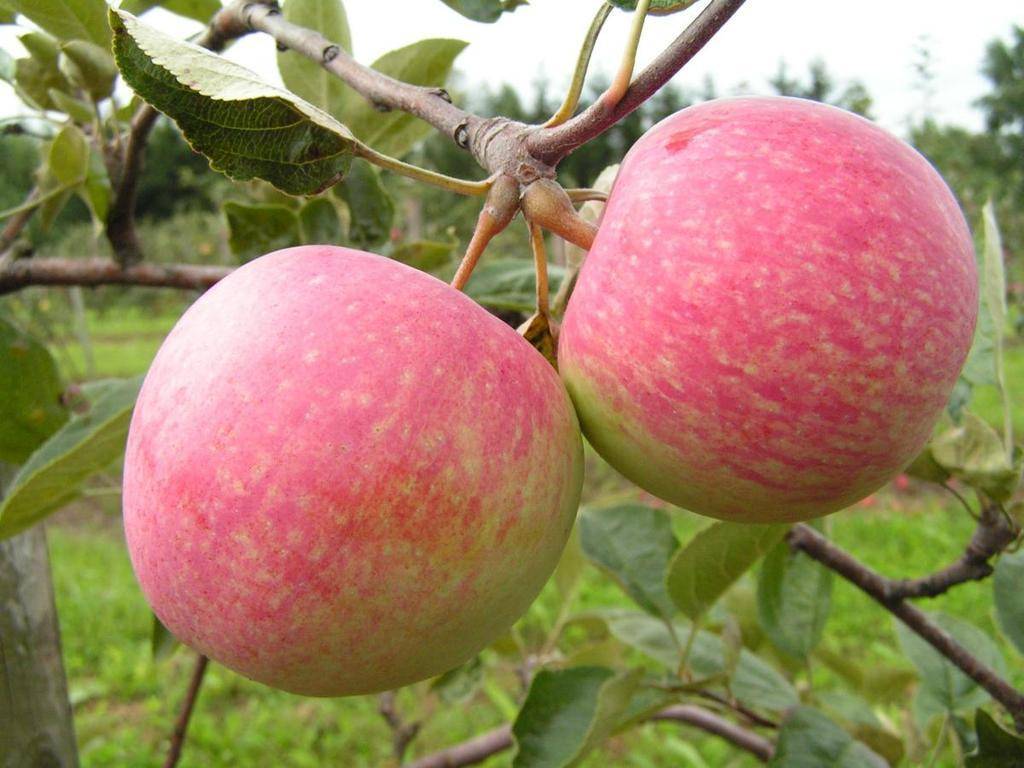 Описание сорта яблони гала: фото яблок, важные характеристики, урожайность с дерева
