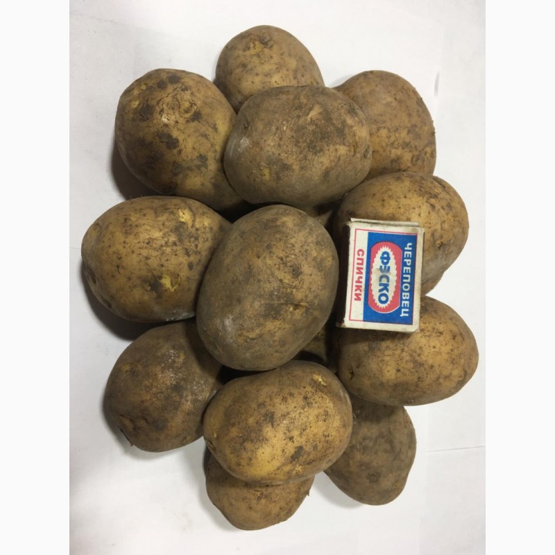 Джувел: подробная характеристика картофельного сорта