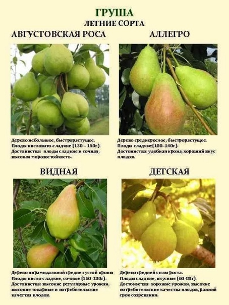 Выращиваем грушу: посадка, уход, обрезка, сорта. фото — ботаничка.ru
