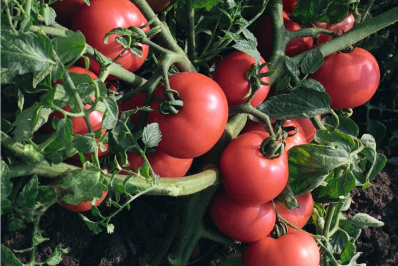 Лучшие сорта томатов для подмосковья | красивый дом и сад