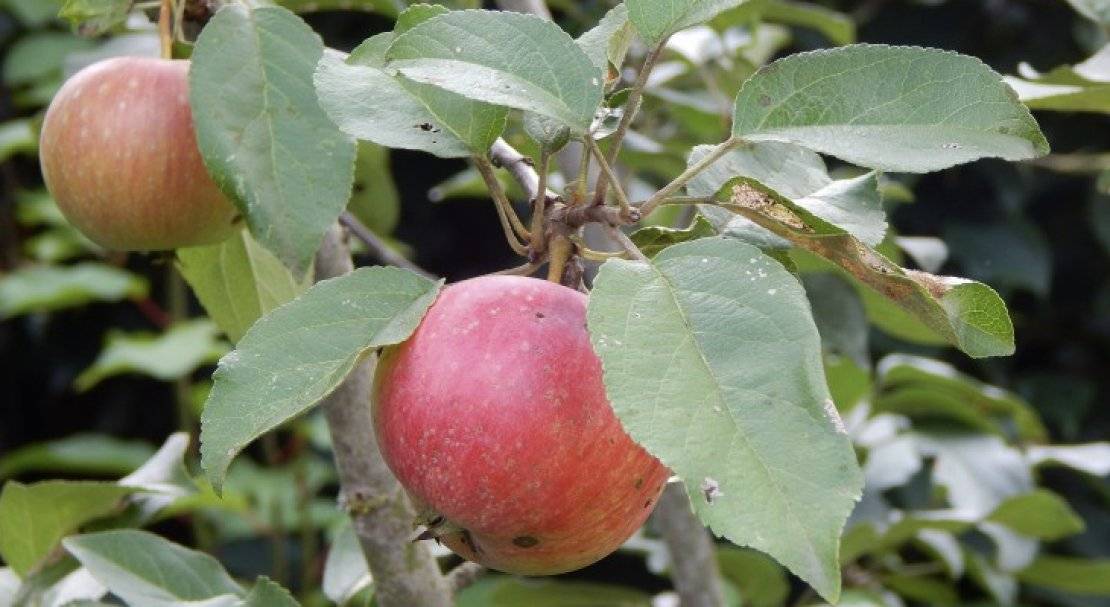 Карликовая яблоня раннее сладкое