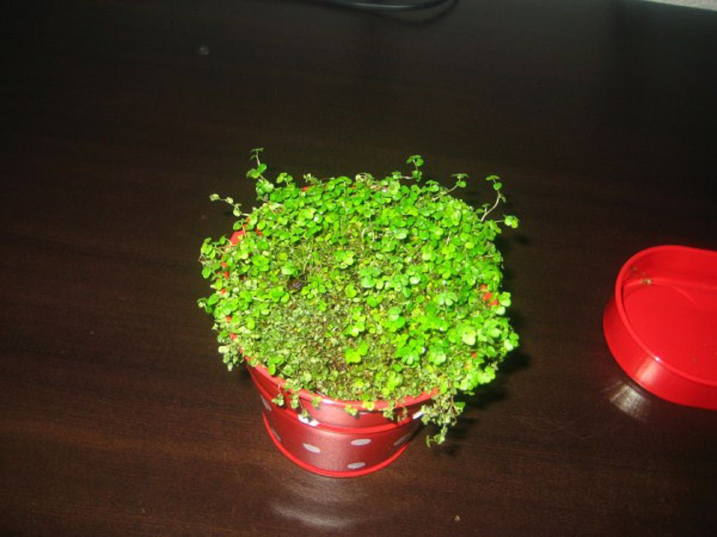 Солейролия комнатное растение фото уход размножение